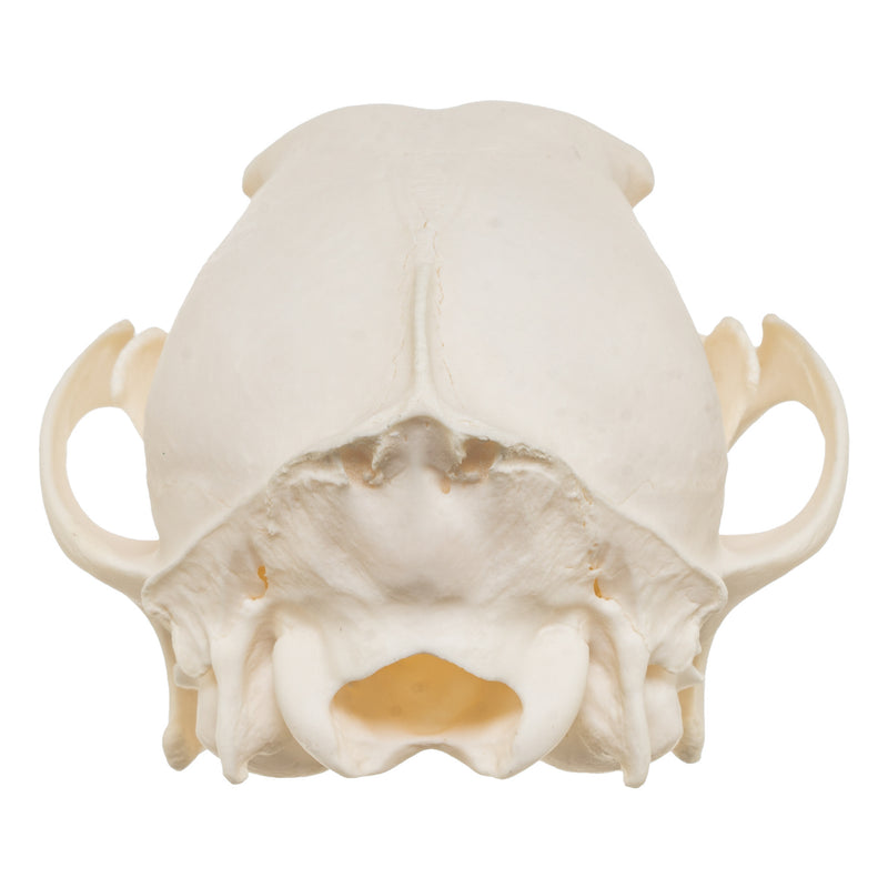 Real Black-backed Jackal Skull