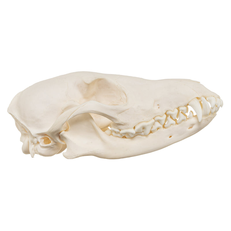 Real Black-backed Jackal Skull