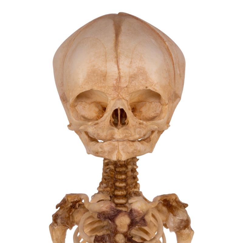 Real Research Quality Human Fetal Articulated Skeleton on Stand
