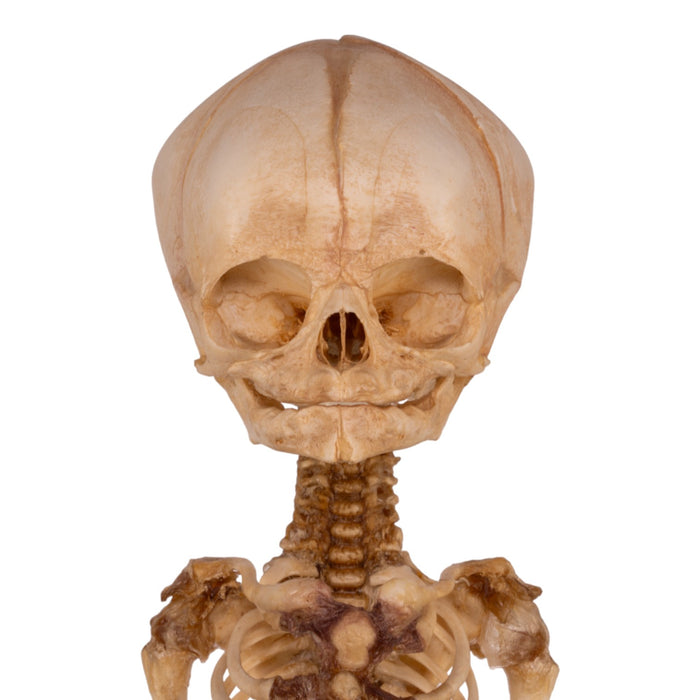 Real Research Quality Human Fetal Articulated Skeleton on Stand