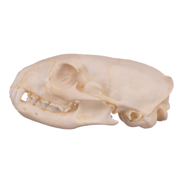 Real Cape Gray Mongoose Skull