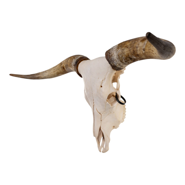 Real Longhorn Skull