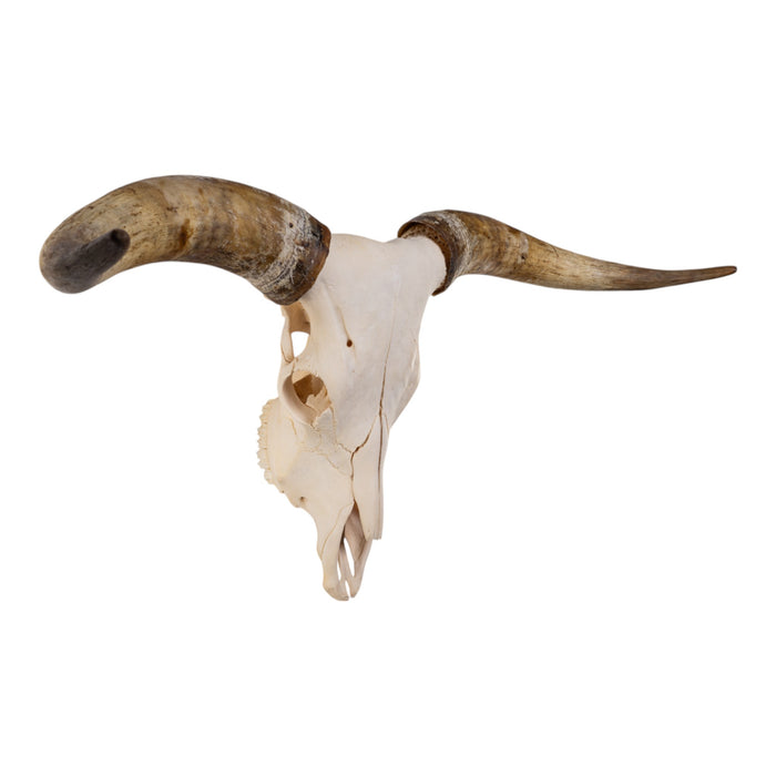 Real Longhorn Skull
