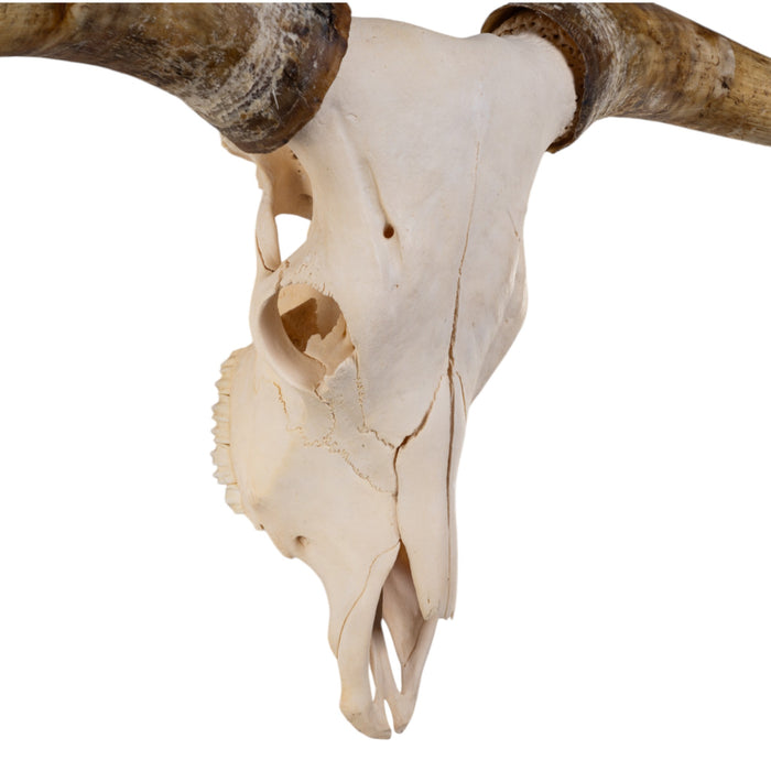 Real Longhorn Skull