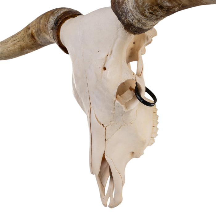 Real Longhorn Skull
