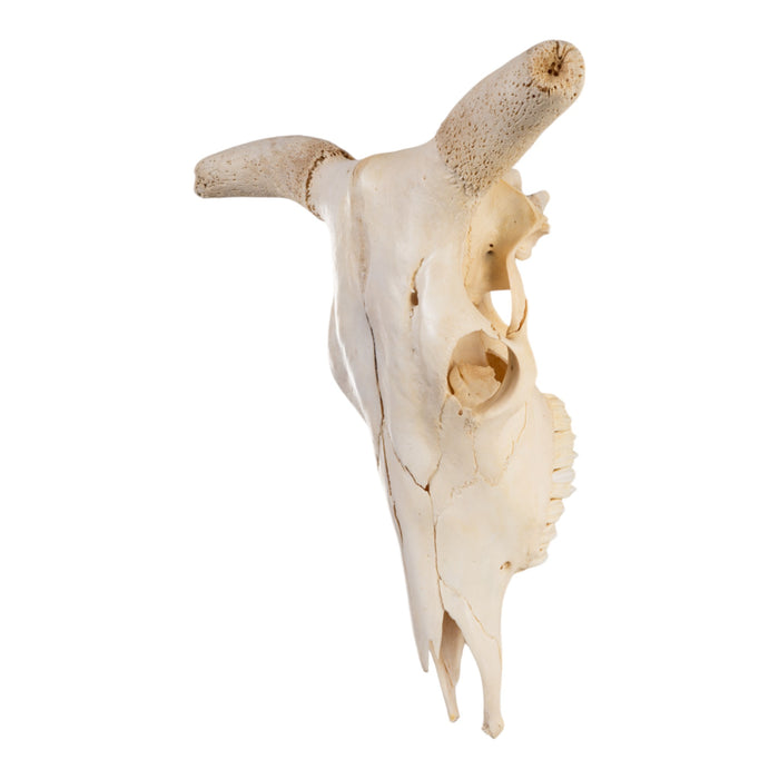 Real Domestic Cow Skull without Horns