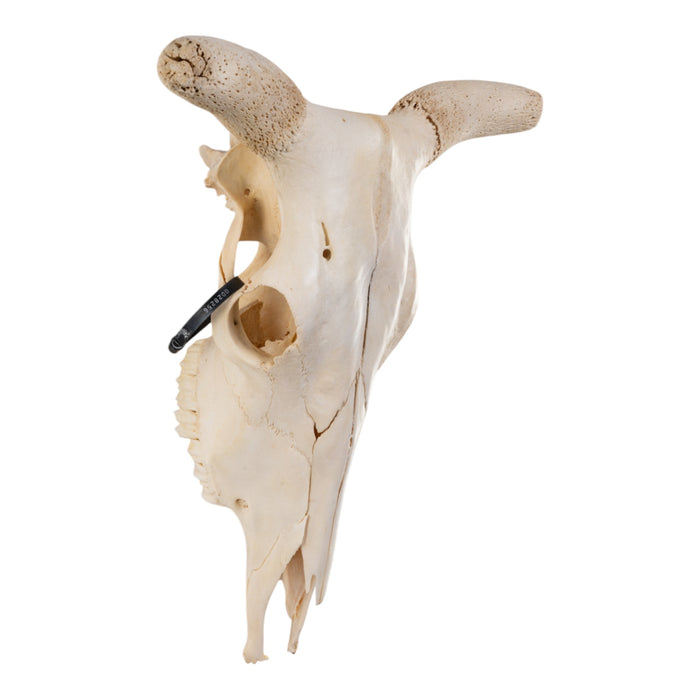 Real Domestic Cow Skull without Horns