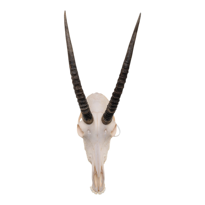 Real Sable Antelope Skull