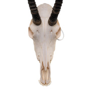 Real Sable Antelope Skull