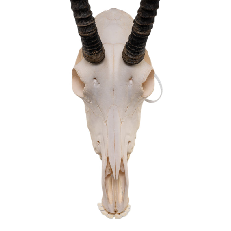 Real Sable Antelope Skull