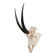 Real Sable Antelope Skull
