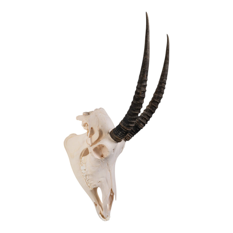 Real Sable Antelope Skull