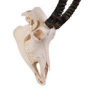 Real Sable Antelope Skull