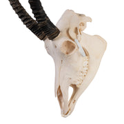 Real Sable Antelope Skull