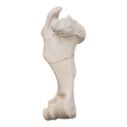 Real African Buffalo Skeleton - Cape (Disarticulated)