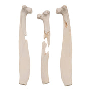 Real African Buffalo Skeleton - Cape (Disarticulated)