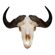 Real African Buffalo Skeleton - Cape (Disarticulated)