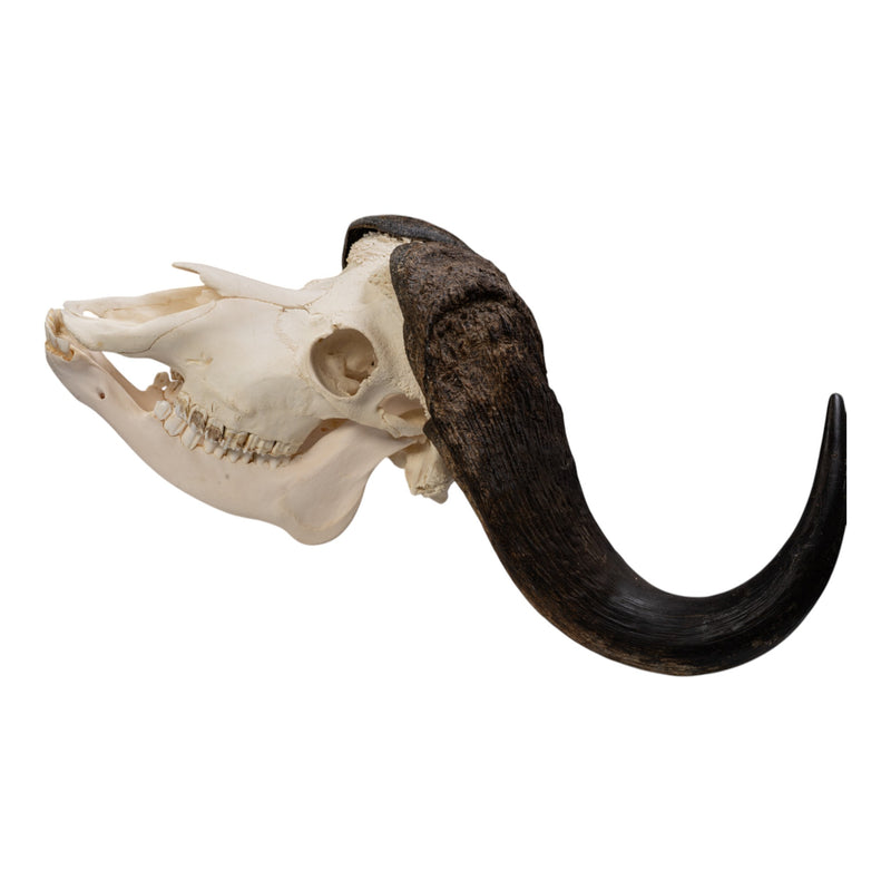 Real African Buffalo Skeleton - Cape (Disarticulated)
