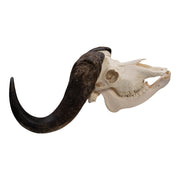 Real African Buffalo Skeleton - Cape (Disarticulated)