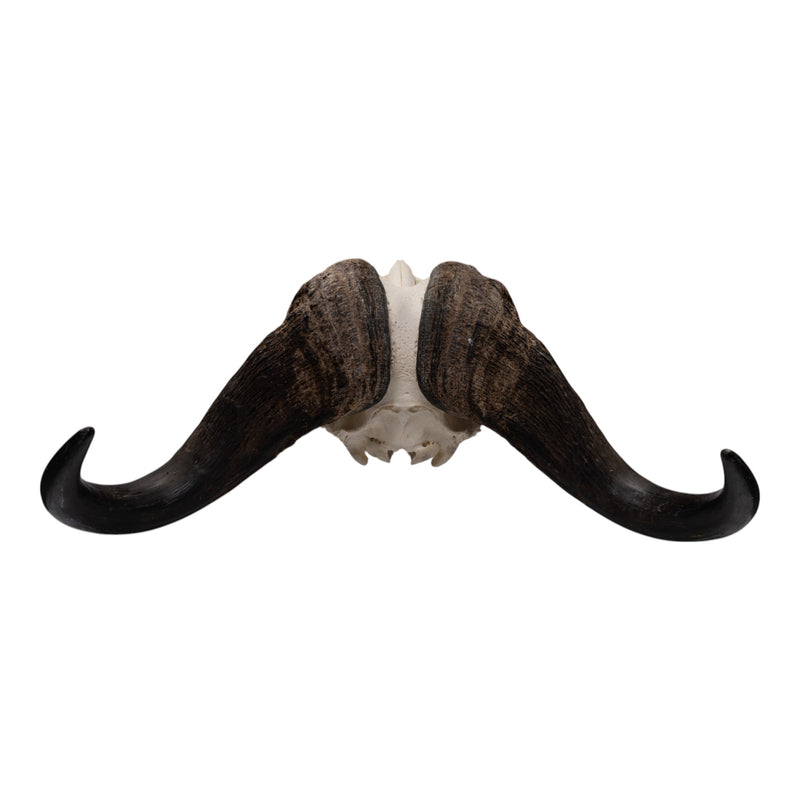 Real African Buffalo Skeleton - Cape (Disarticulated)