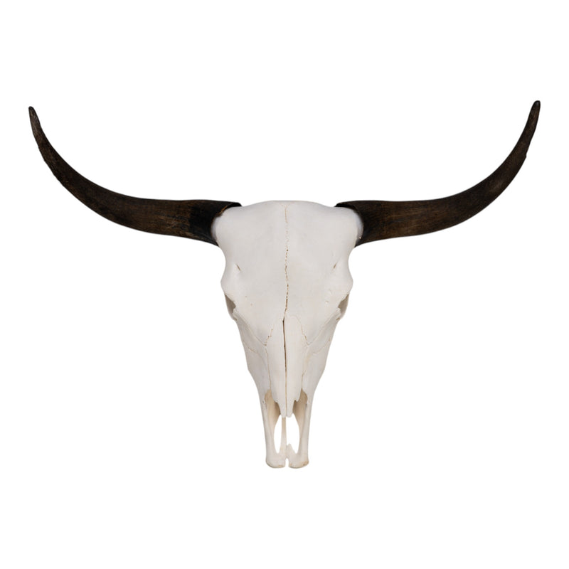 Real Domestic Yak Skull