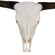 Real Domestic Yak Skull