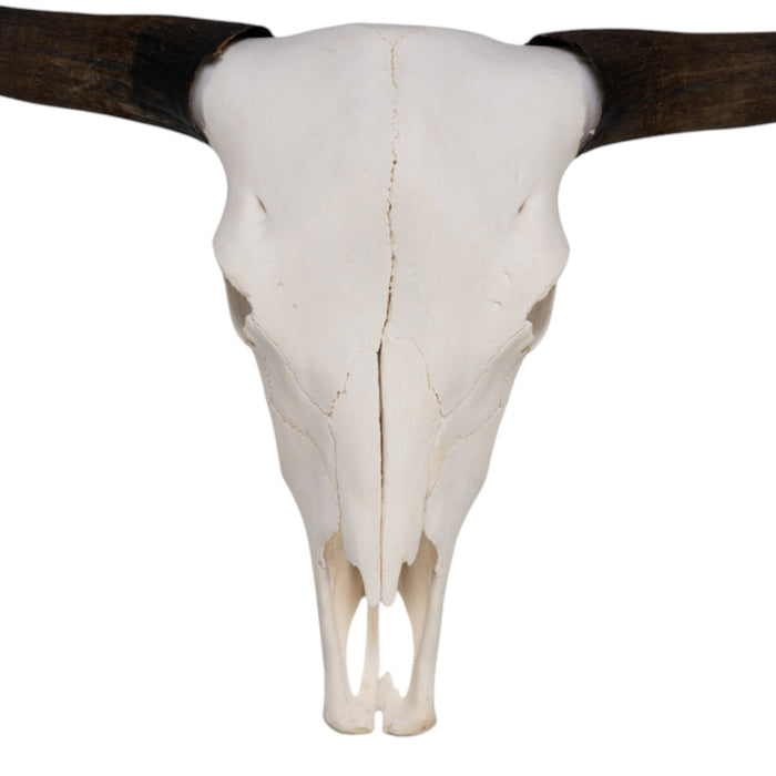 Real Domestic Yak Skull
