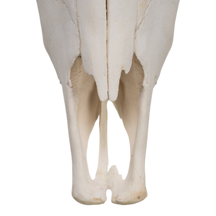 Real Domestic Yak Skull