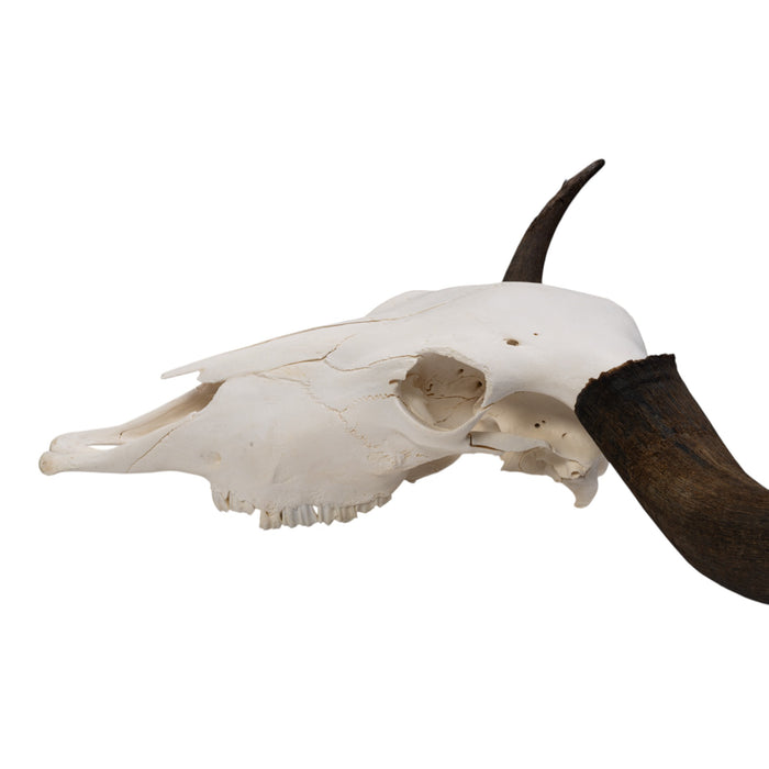 Real Domestic Yak Skull