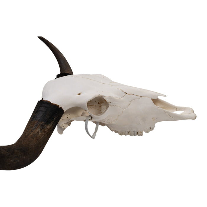 Real Domestic Yak Skull