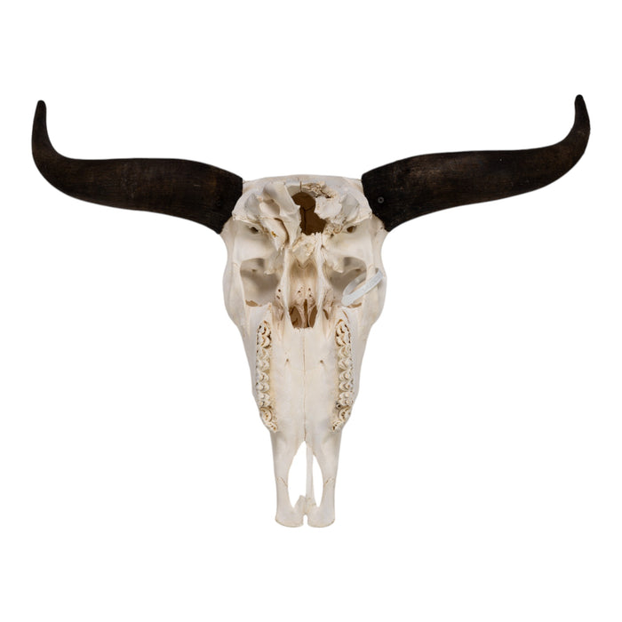 Real Domestic Yak Skull