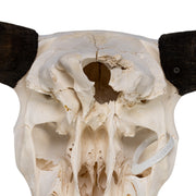 Real Domestic Yak Skull
