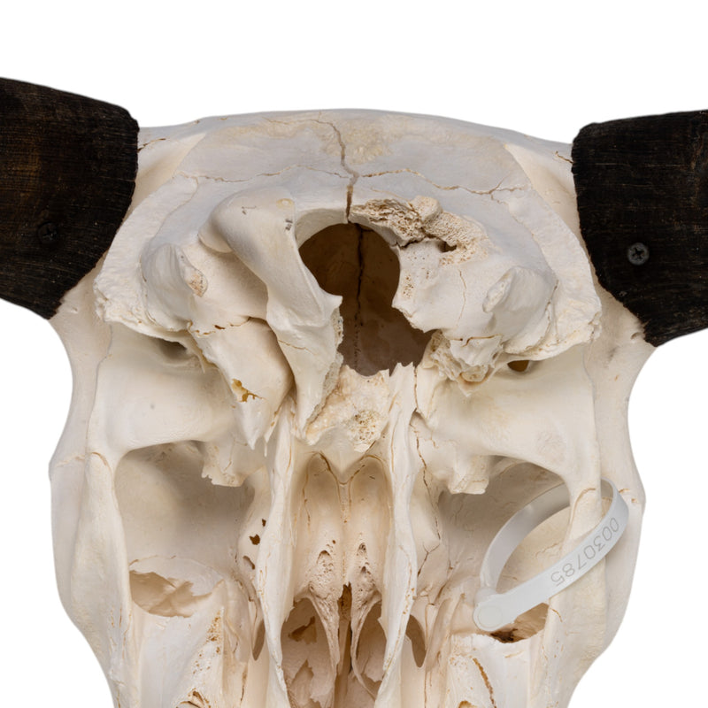 Real Domestic Yak Skull
