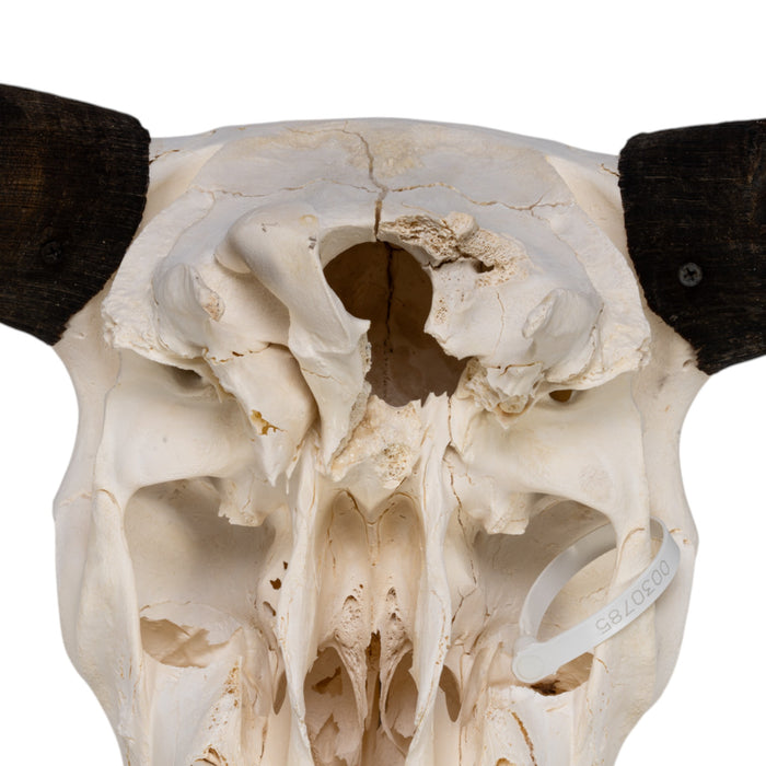 Real Domestic Yak Skull