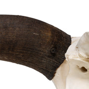 Real Domestic Yak Skull