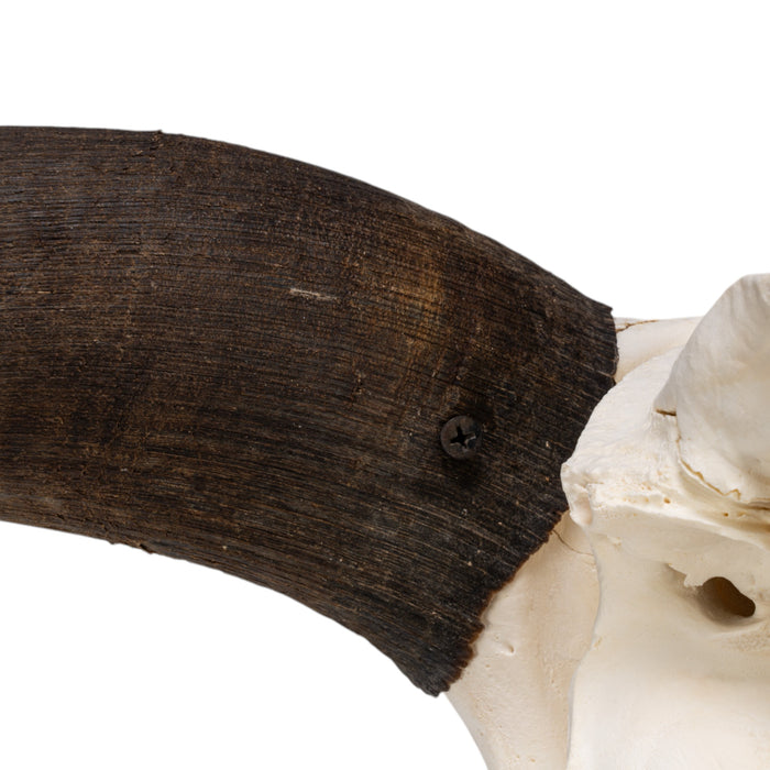 Real Domestic Yak Skull