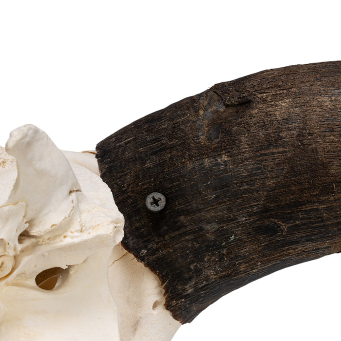 Real Domestic Yak Skull