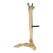 Real Human Right Leg - Partial, Articulated