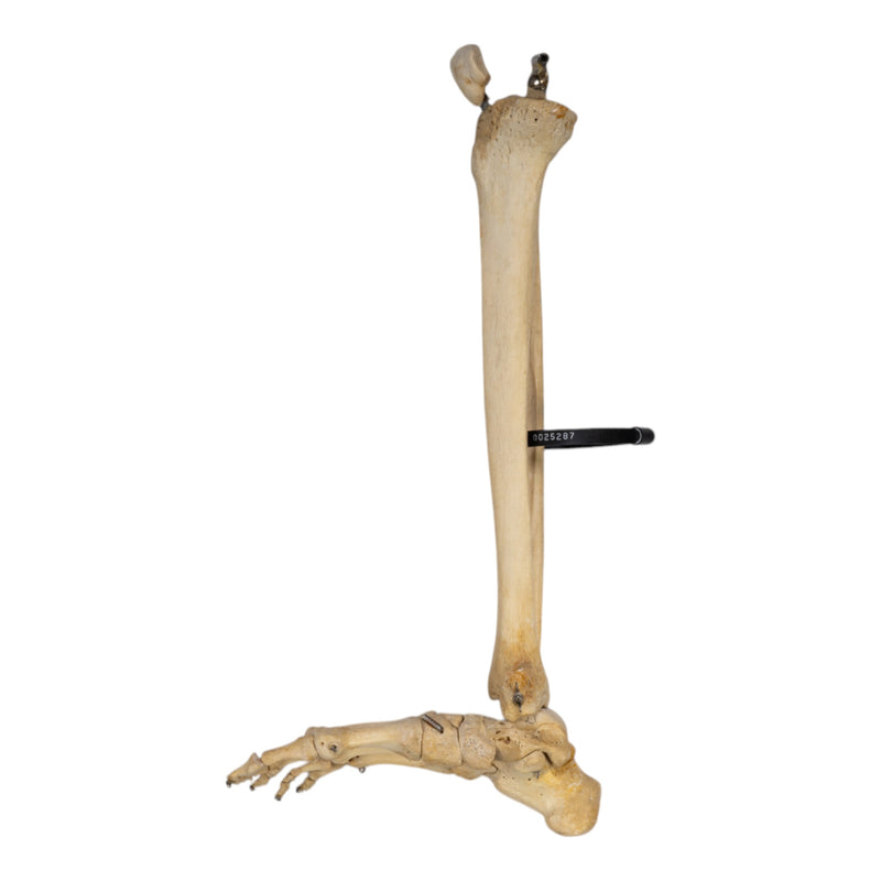 Real Human Right Leg - Partial, Articulated