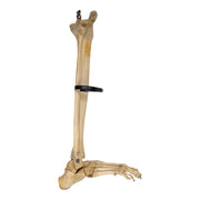 Real Human Right Leg - Partial, Articulated
