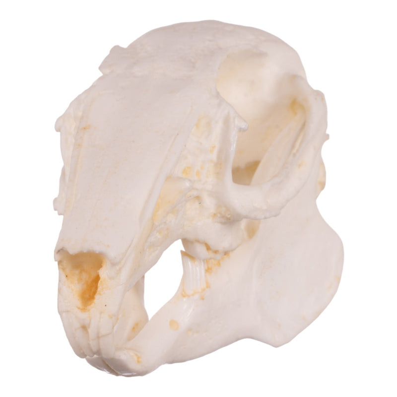 Brush Rabbit Skull Replica Cottontail Rabbit Skull For Sale — Skulls Unlimited ...