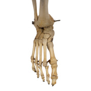 Real Human Right Leg - Partial, Articulated