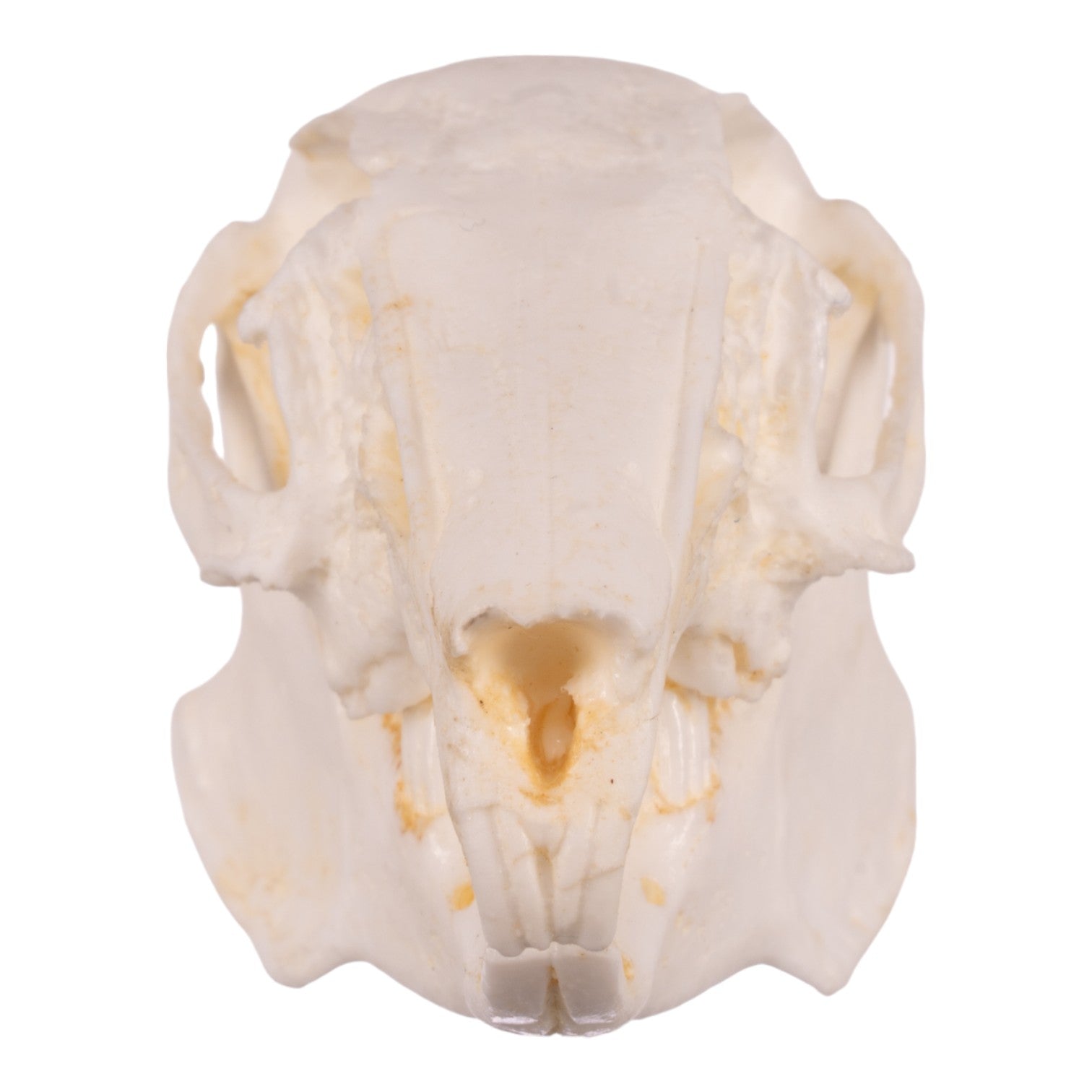 Brush Rabbit Skull Replica Cottontail Rabbit Skull For Sale — Skulls Unlimited ...