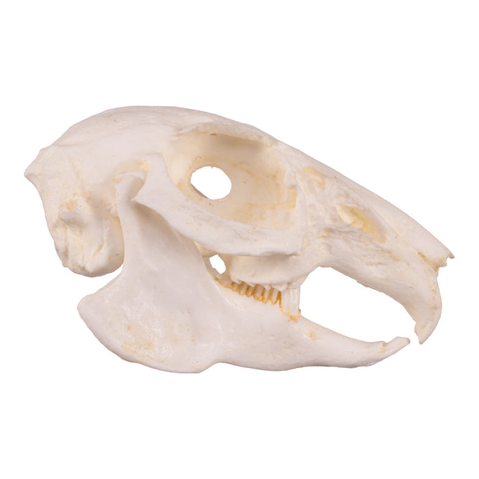 Replica Cottontail Rabbit Skull
