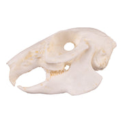 Replica Cottontail Rabbit Skull