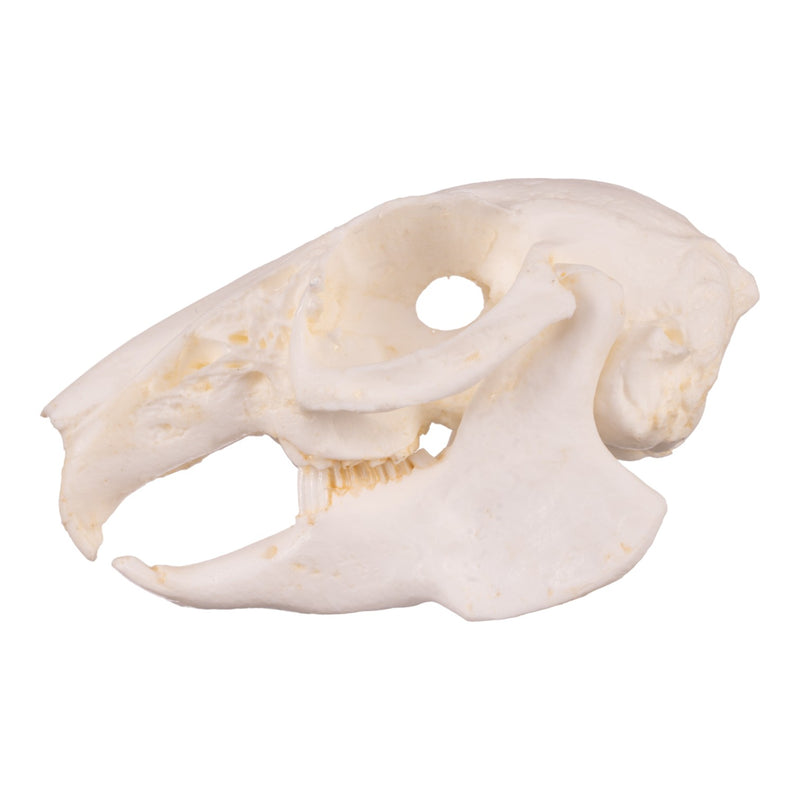 Replica Cottontail Rabbit Skull