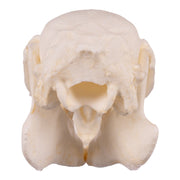 Replica Cottontail Rabbit Skull