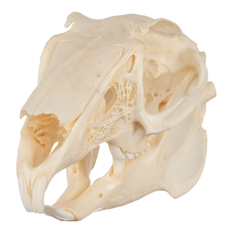 Real Jackrabbit Skull