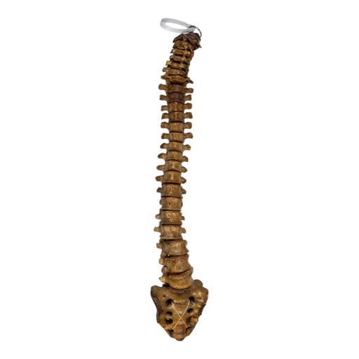 Real Human Spine and Sacrum - Articulated, Antique