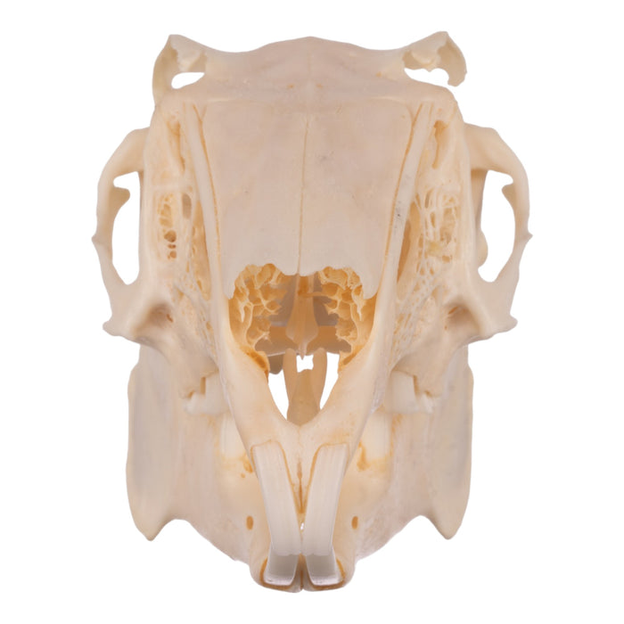 Real Jackrabbit Skull